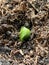 Sprouted zucchini. Growing seedlings. Sprouted zucchini. Growing seedlings. zucchini seedling emerges. sprouted zucchini seed