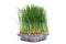 Sprouter tray with Organic Fresh Green Wheat Grass on white background. Pet grass, cat grass