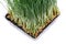 Sprouter tray with Organic Fresh Green Wheat Grass on white background. Pet grass, cat grass