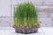 Sprouter tray with Organic Fresh Green Wheat Grass on wooden background. Pet grass, cat grass