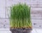 Sprouter tray with Organic Fresh Green Wheat Grass on wooden background. Pet grass, cat grass