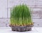 Sprouter tray with Organic Fresh Green Wheat Grass on wooden background. Pet grass, cat grass