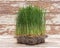 Sprouter tray with Organic Fresh Green Wheat Grass on wooden background. Pet grass, cat grass