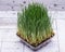 Sprouter tray with Organic Fresh Green Wheat Grass on wooden background. Pet grass, cat grass