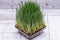 Sprouter tray with Organic Fresh Green Wheat Grass on wooden background. Pet grass, cat grass