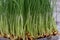 Sprouter tray with Organic Fresh Green Wheat Grass on wooden background. Pet grass, cat grass