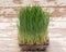 Sprouter tray with Organic Fresh Green Wheat Grass on wooden background. Pet grass, cat grass