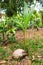 Sprouting coconut at a garden