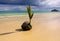A sprouting coconut on the seashore