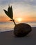 Sprouting coconut at sunrise