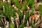 Sprouting fennel plant in early spring garden