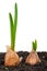 Sprouting garlic in soil