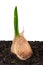 Sprouting garlic in soil