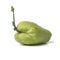 Sprouting green chayote