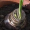Sprouting hippeastrum close up