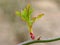 Sprouting Leaf On A Thorny Branch 3