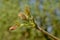 Sprouting leafs of a maple tree - acer