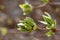 Sprouting leaves of a dogwood shrub in springtime