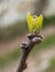 Sprouting leaves of Rose of Sharon tree