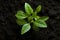 Sprouting life Top down view of an avocado plant growing