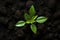 Sprouting life Top down view of an avocado plant growing