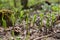 Sprouting lilies of the valley in the forest in early spring