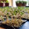 Sprouting microgreens on the hemp biodegradable mats. Generative AI