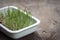 Sprouting Microgreens. Sprouting dish for green shoots. Seed Germination at home. Vegan and healthy eating concept.
