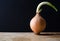 Sprouting Onion with Black Background