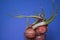 Sprouting Onions in a Glass Bowl