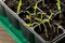 Sprouting pepper seedlings