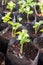 Sprouting plant in nursery bag.