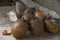 sprouting potatoes on wooden table