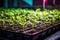 sprouting seedlings under indoor grow lights