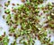 Sprouting of the seeds linseeds