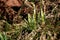 Sprouting snowdrops. Symbol and sign of spring. The first spring flowers.