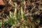 Sprouting snowdrops. Symbol and sign of spring. The first spring flowers.