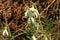 Sprouting snowdrops. Symbol and sign of spring. The first spring flowers.