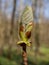 Sprouting tree in the spring