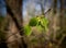 Sprouting tree in the spring