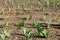 Sprouting Tulips in Field