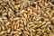 Sprouting wheat grain background