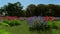 Sprouting wild flowers on the meadow at springtime time