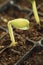 Sprouting Zucchini Seedlings