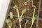 Sprouting Zucchini Seedlings