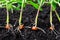 Sprouts of corn soil with exposed roots emanating from grain