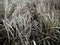 Sprouts of dry yellow lake grass are taken by the wind as a great texture background