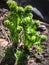 Sprouts fern