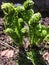 Sprouts fern