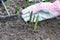 Sprouts of first tulips in early spring coming through soil in the garden, near human hand in protective glove and gardening rake